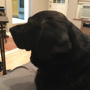 Meet your Posher, Luz